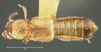 Media type: image;   Entomology 6548 Aspect: habitus dorsal view